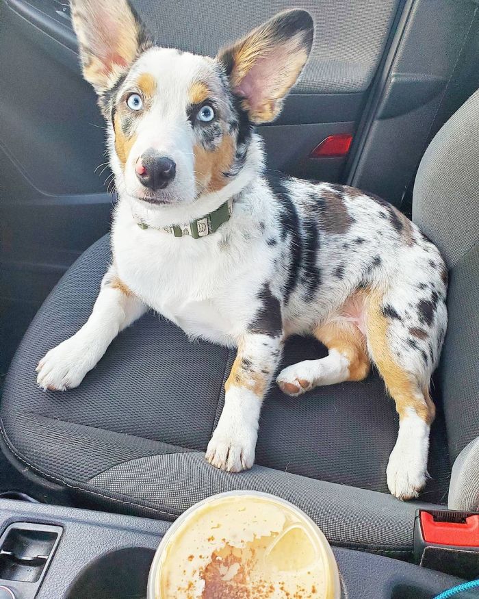 Auggie mix sitting inside a car