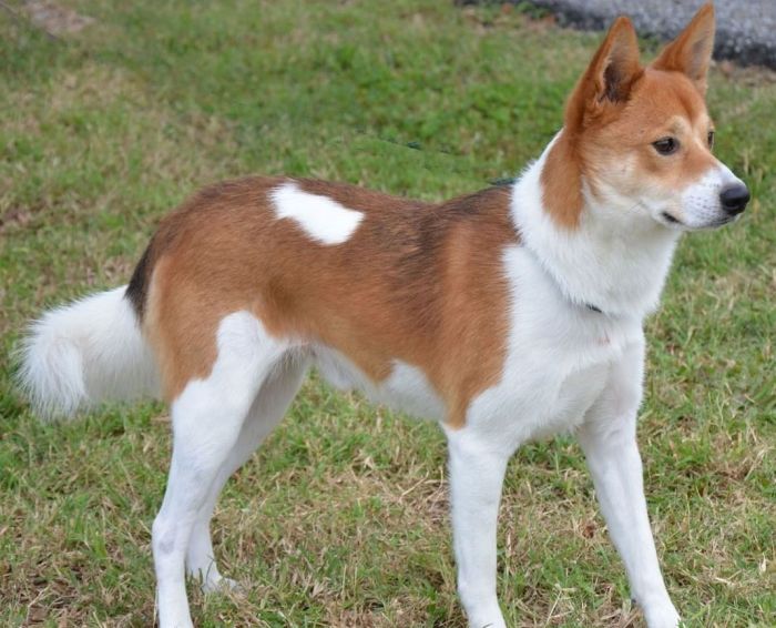 a graceful looking brown and white colored dog