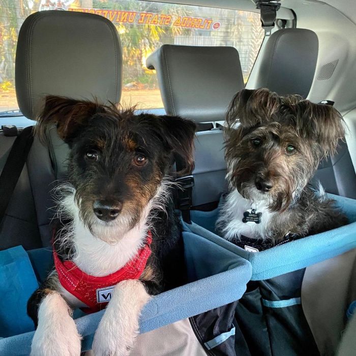 two basenji poodles in a car