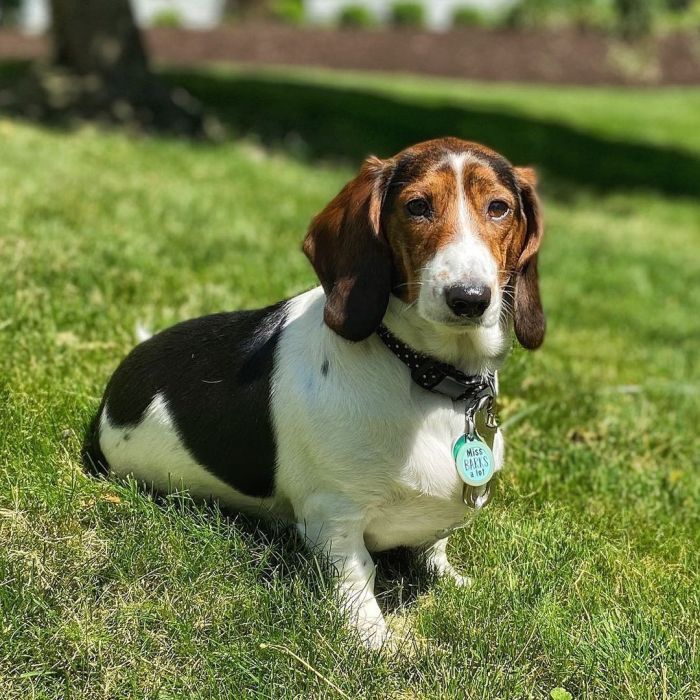 dachshund mix sitting on the lawn