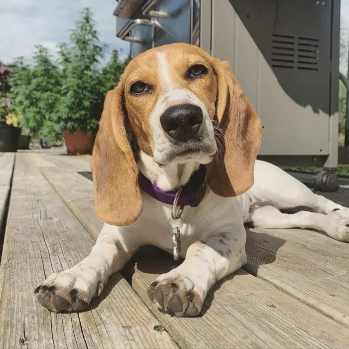 beagle basset mix enjoying the sun