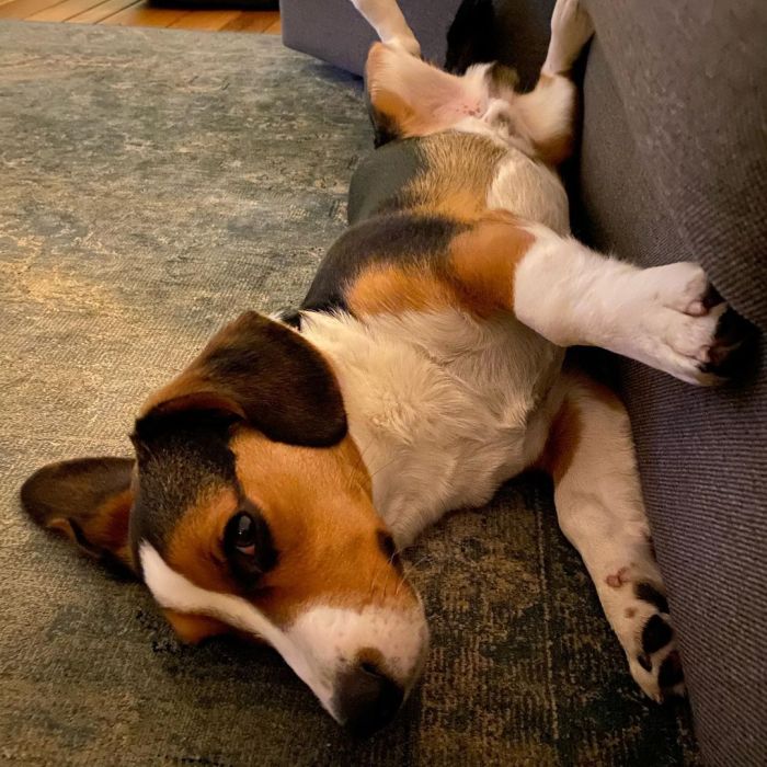 dog waiting for a belly rub