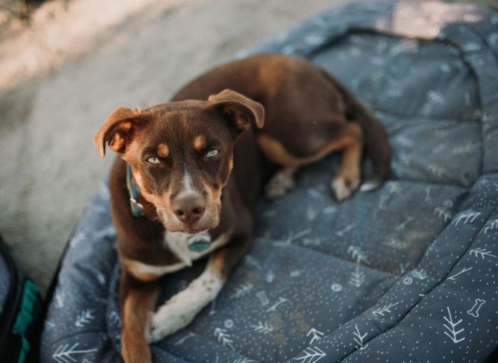 brown dog laying on his bed