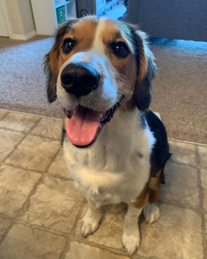 golden retriever mixed with beagle