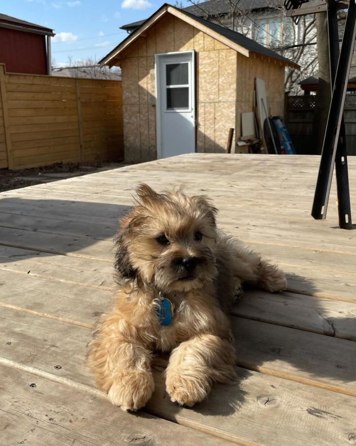 Fluffy dog lounging on the deck