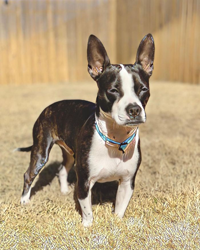 cute boston terrier doxie mix squinting