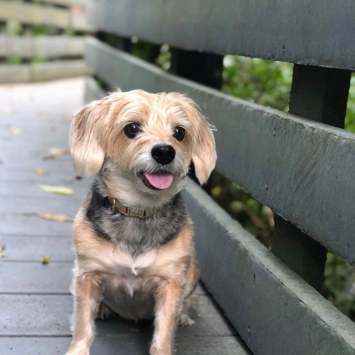 small fluffy dog enjoying the outdoors