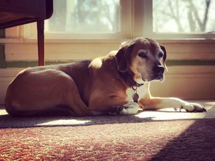 a brown dog basking in the sun