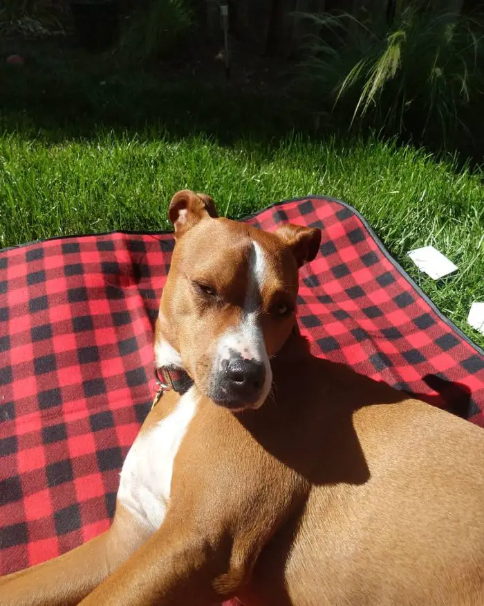 dog sunbathing on a picnic blanket