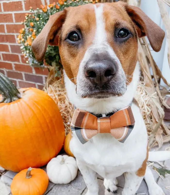 handsome dog beside a pumpkin