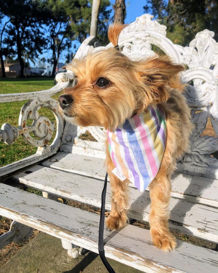 A chihuahua yorkie mix wearing a colorful bandana