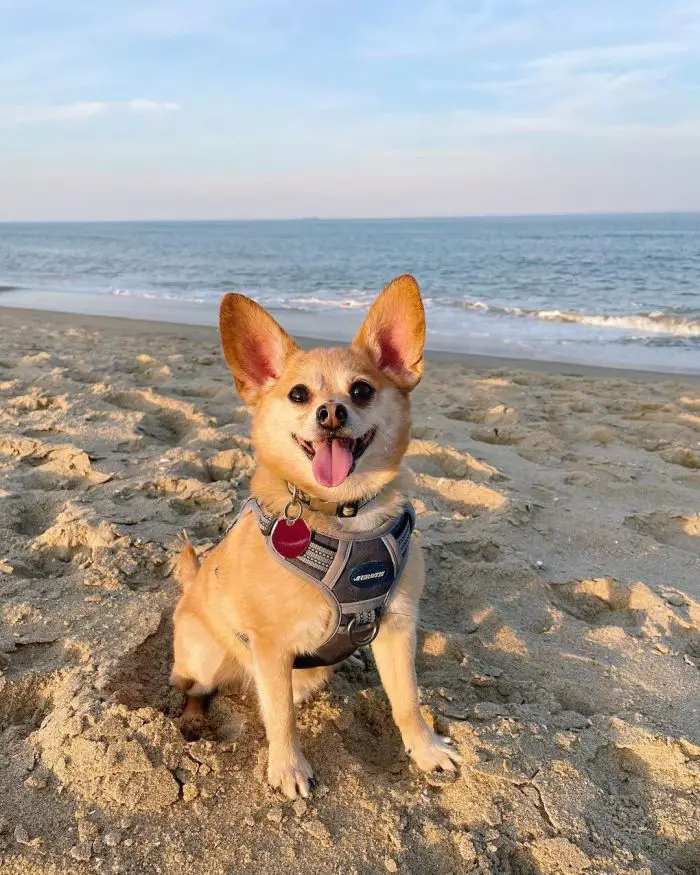 happy mix puppy enjoying the beach