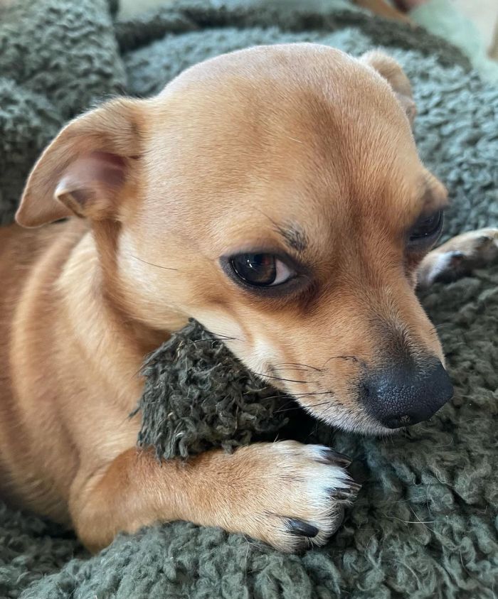 adorable puppy with a knitted blankie