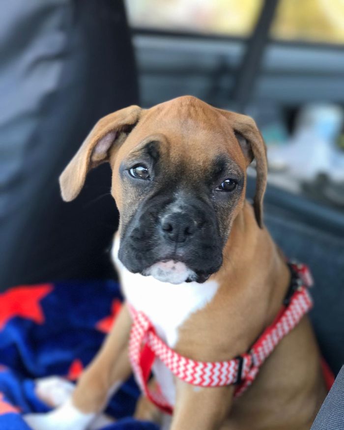 adorable looking brown puppy