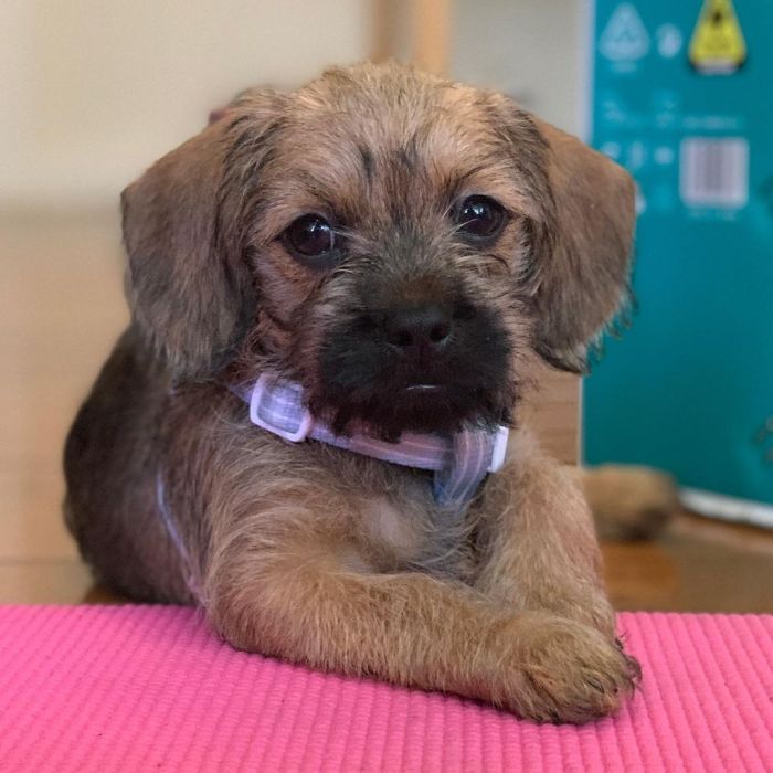 fluffy little puppy sitting on the floor