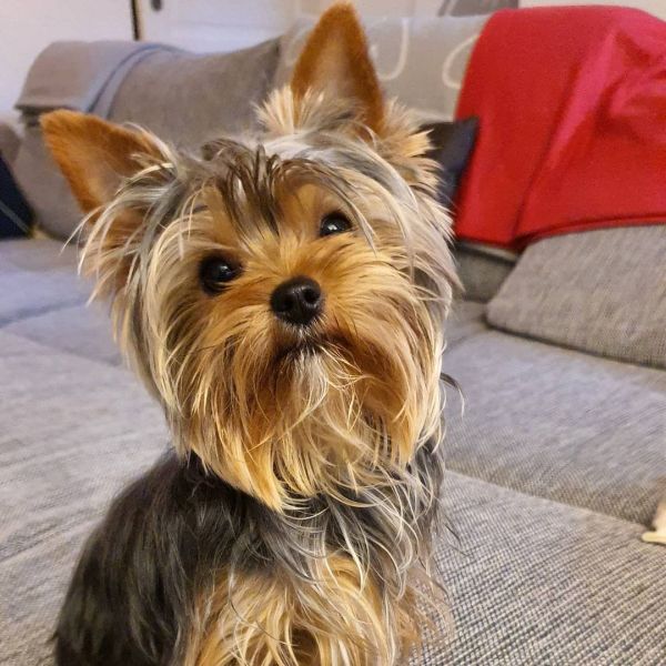 Cute Morkie looking at the camera