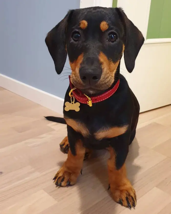 Doxidor puppy looking well-behaved