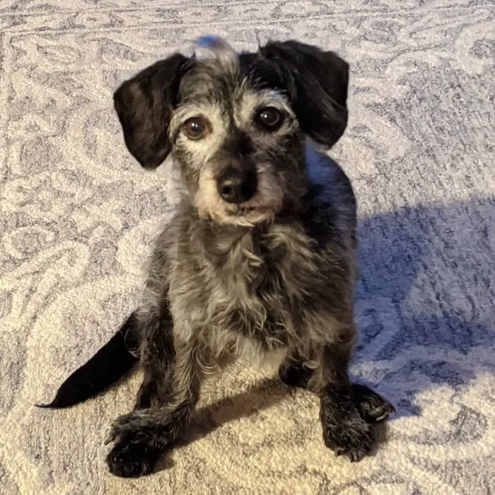 Doxie mix with pleading puppy dog eyes