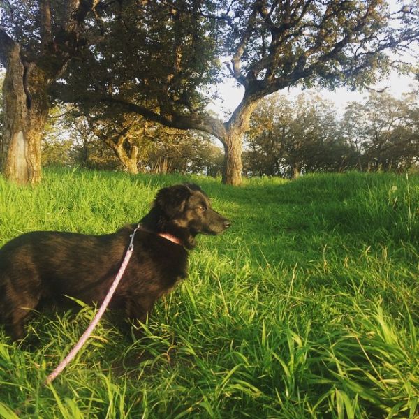 Fluffy dark colored dog amid lush green background