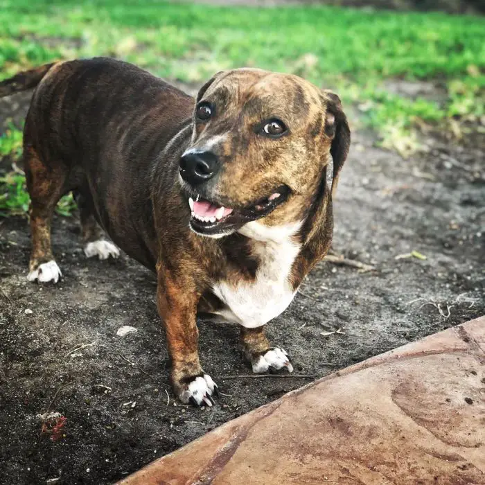 happy and smiling dachshund mix