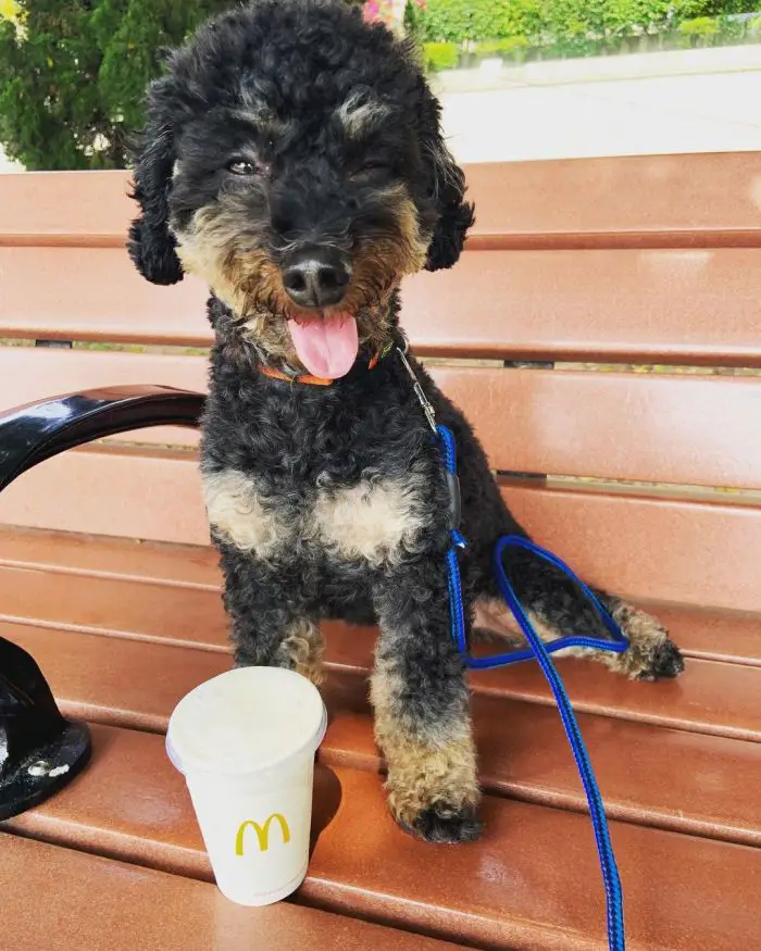 Adorable dog sitting on a bench
