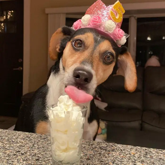 Dog celebrating its birthday