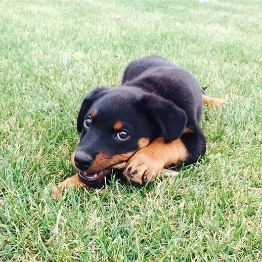 cute rottweiler pit mix puppy playing on the yard