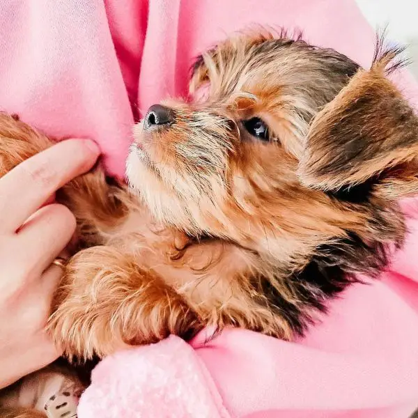 shorkie mix being cuddled by owner