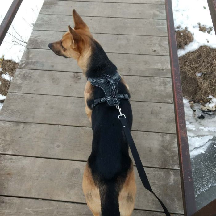 a dog on a wooden bridge