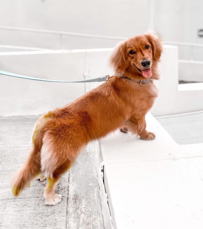 a very handsome golden dachshund mix