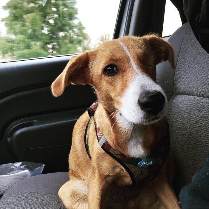 brown puppy inside the car