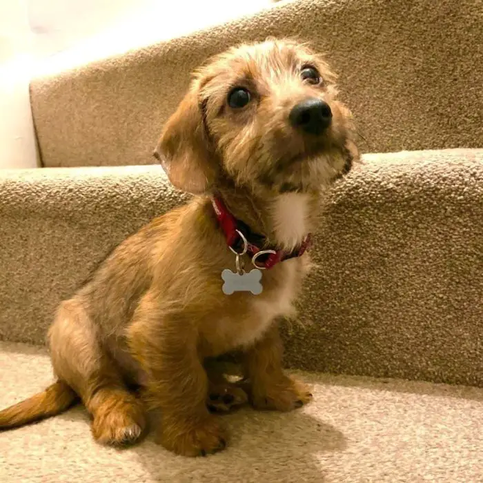 adorable jackshund mix at the foot of the stairs
