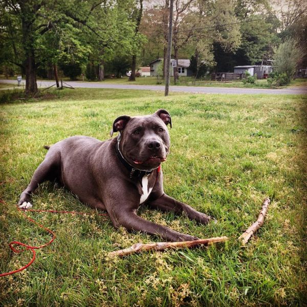 playful dog on the lawn