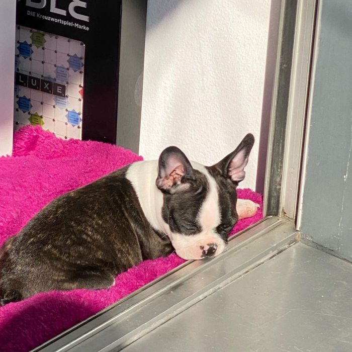 Sleeping dog on the window