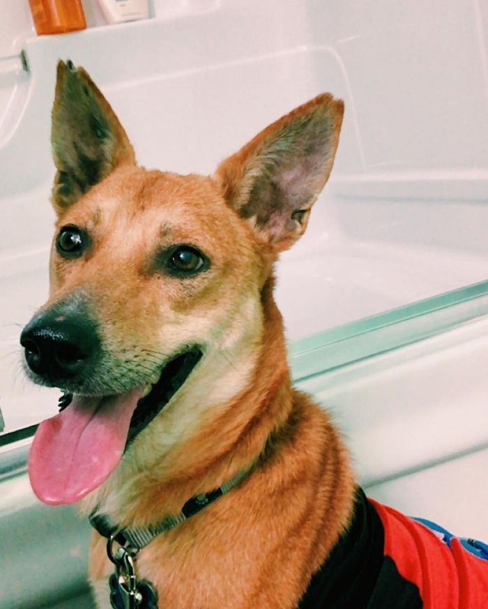 happy brown dog staring at the camera