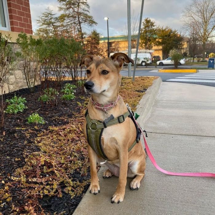 Medium sized dog sitting on the pavement