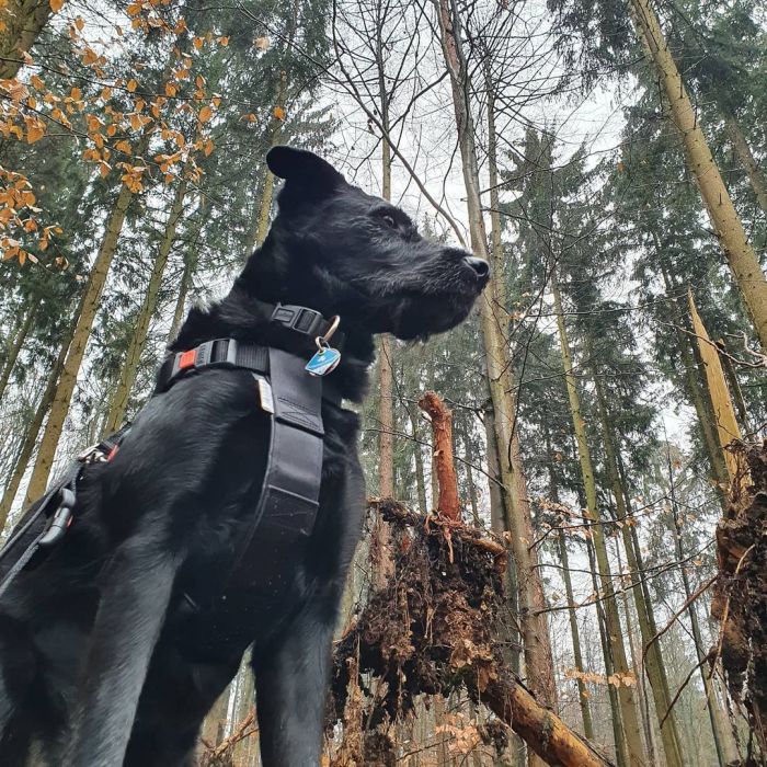 Black dog on a forested background