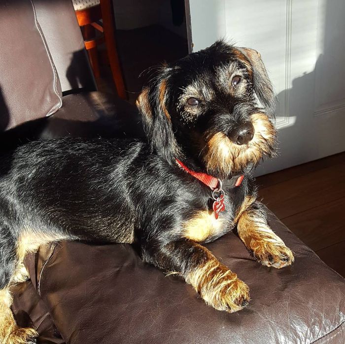 a fluffy mix breed dog relaxing