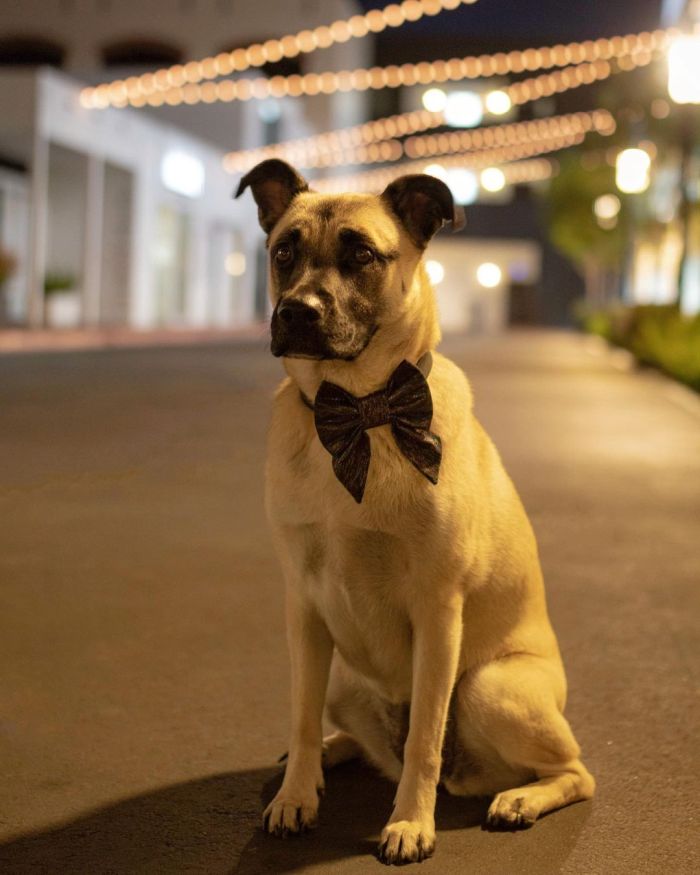 A well-behaved terrier mix wearing a bow