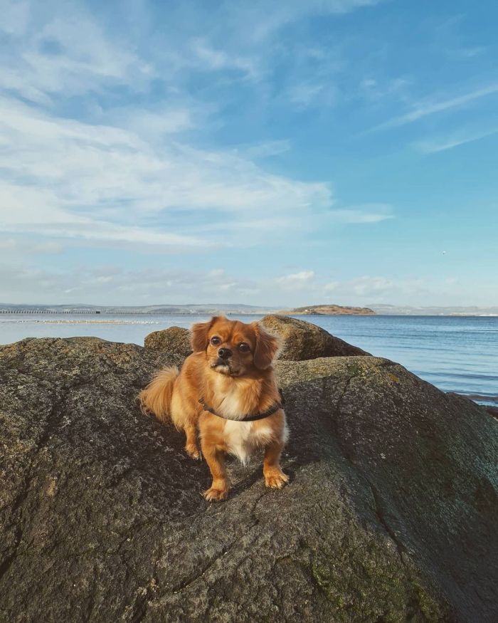 mix breed dog posing on a rock