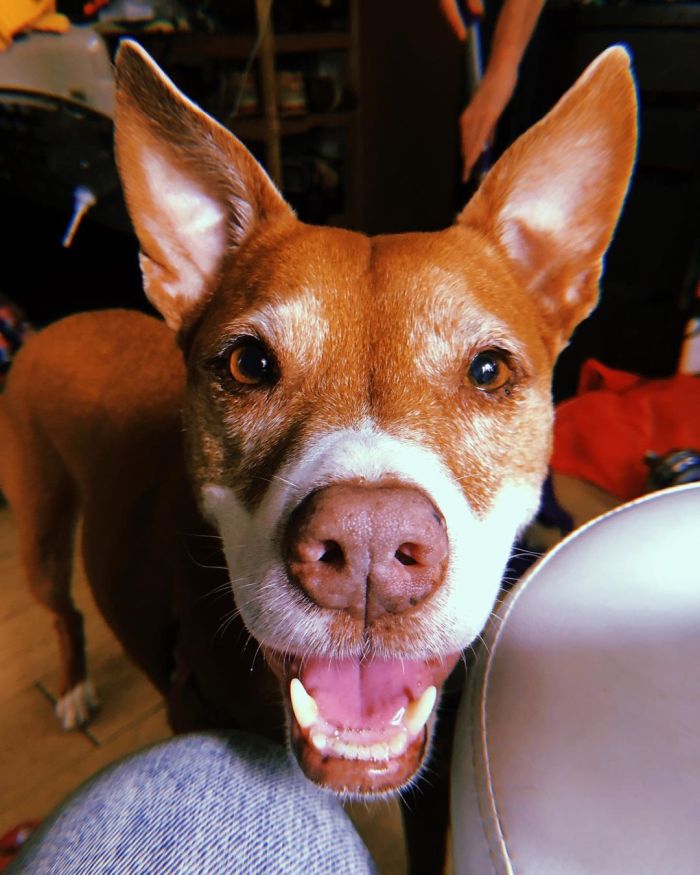 close up of a dog's face