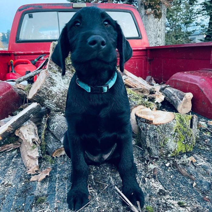 Black dog mix on a pick up truck