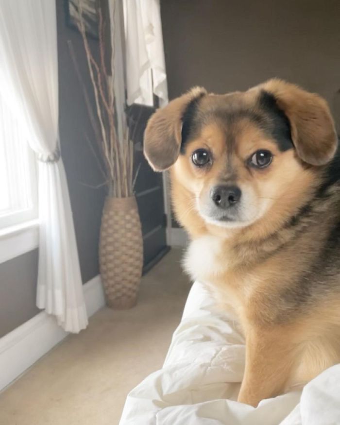 fluffy dog sitting near the window