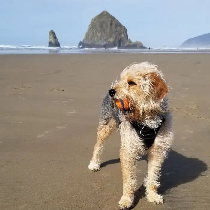 dog enjoying the beach