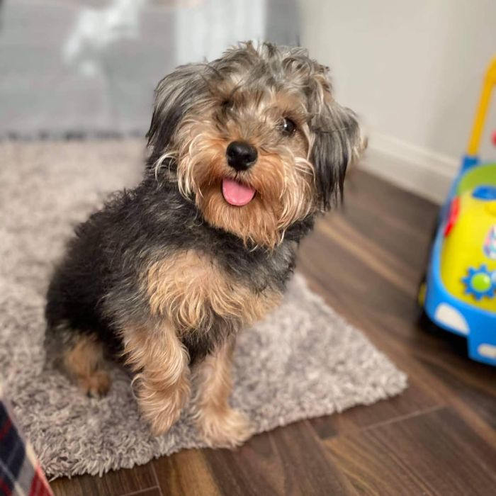 Tongue out dog in the living room floor