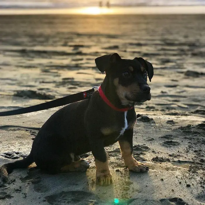 black dog mix on a sandy beach