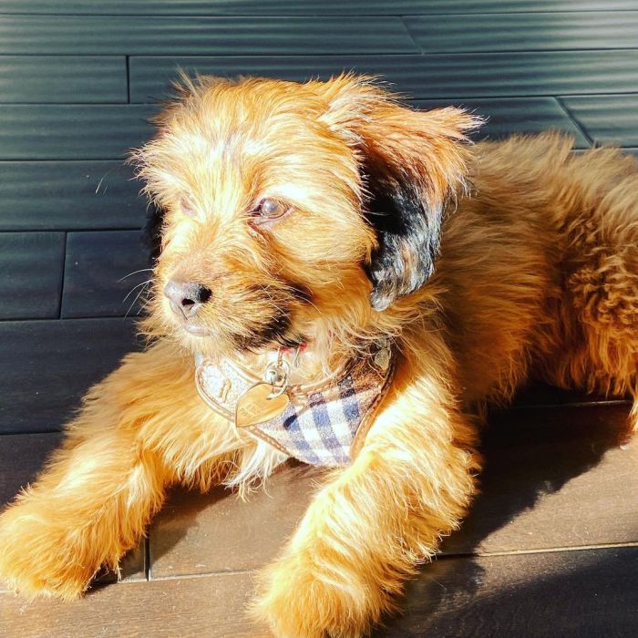 fluffy mixbreed dog with the sunlight against her