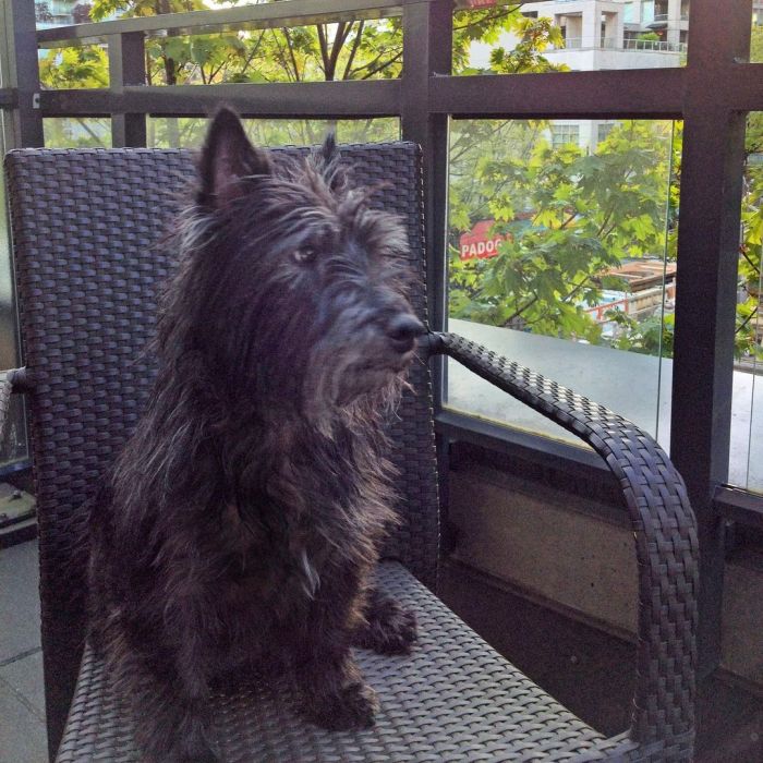 Brooding dog sitting on the patio