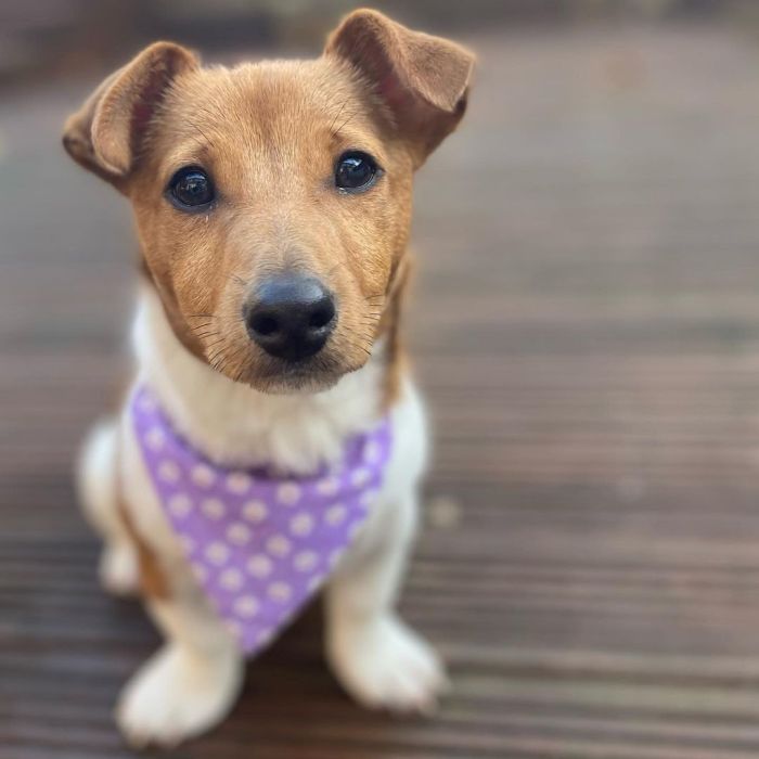 Cute Jack Russell Terrier mix 