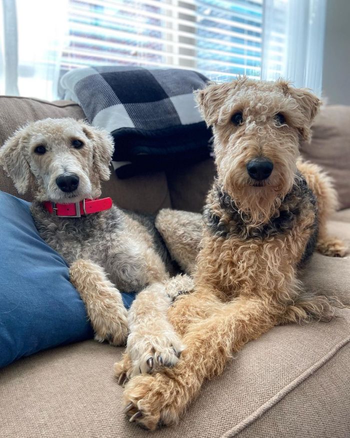 Two Poodle Terrier mix